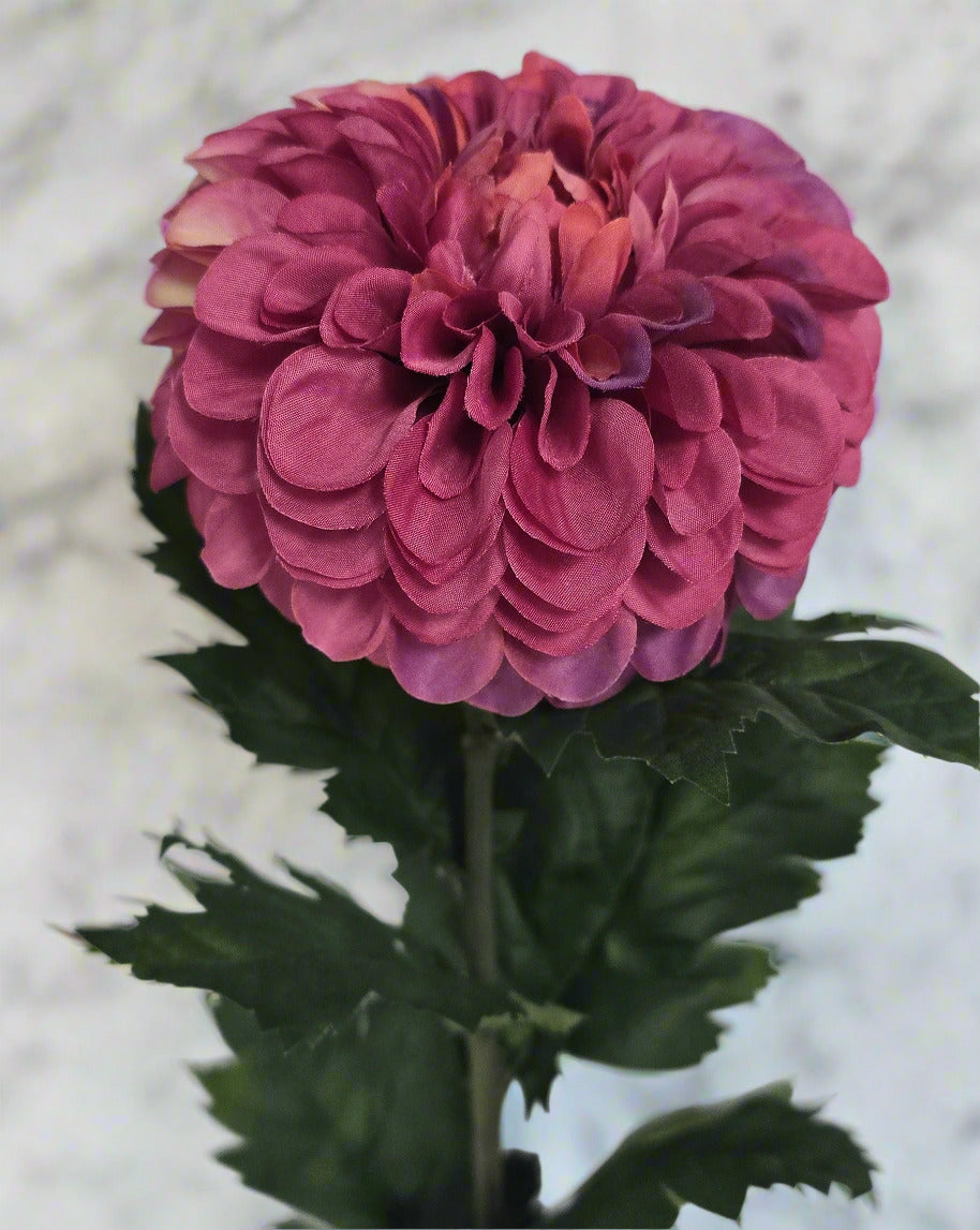 Dahlia Stems - Fushia