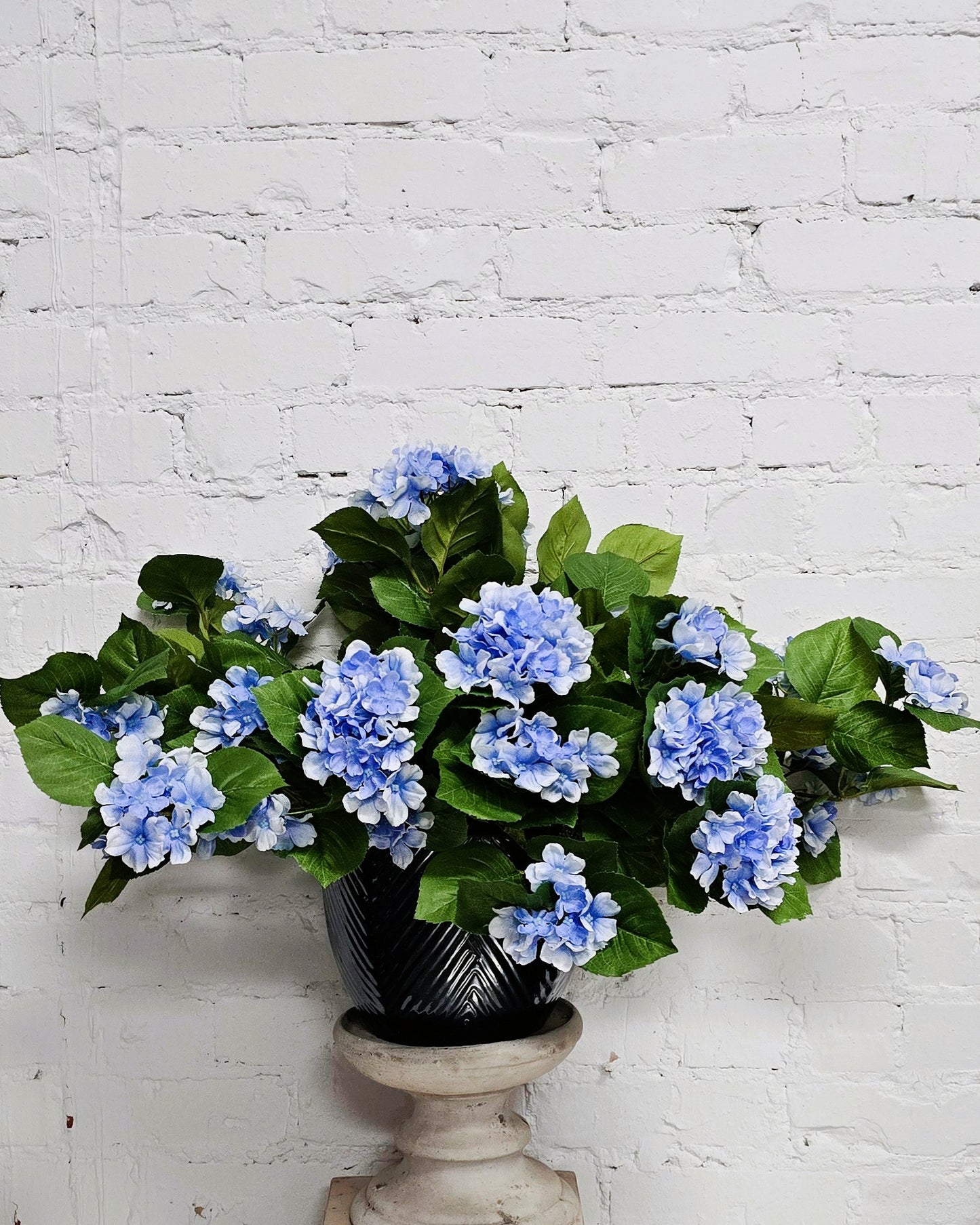 UV Shield Blue Hanging Hydrangea Bush