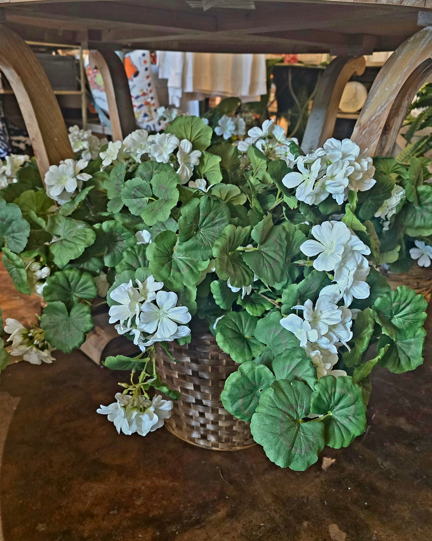 UV Shield Hanging Geranium Bush