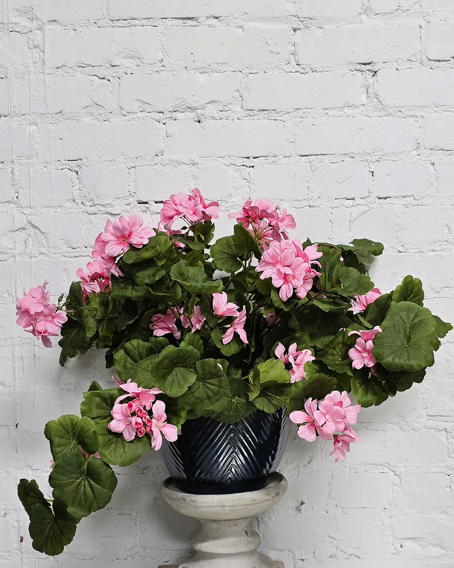 UV Shield Pink Hanging Geranium Bush