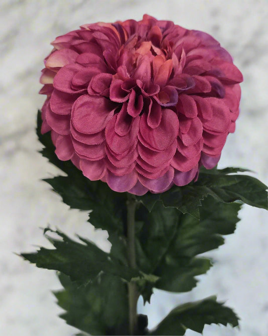 Dahlia Stems - Fushia