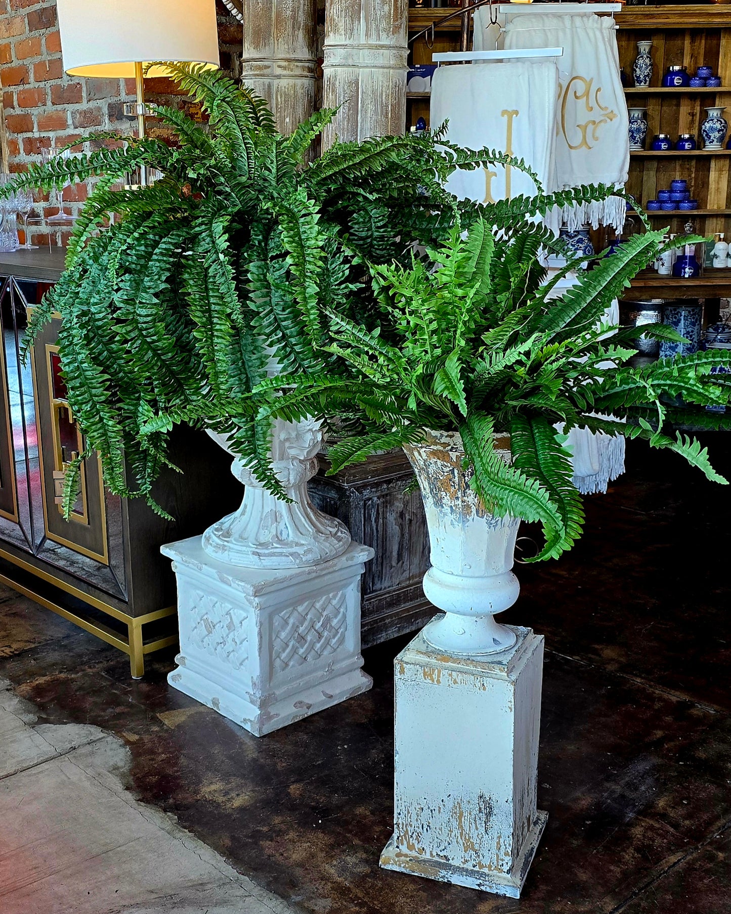 UV Shield Estate Boston Ferns