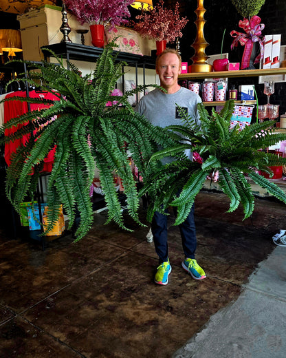 UV Shield Estate Boston Ferns