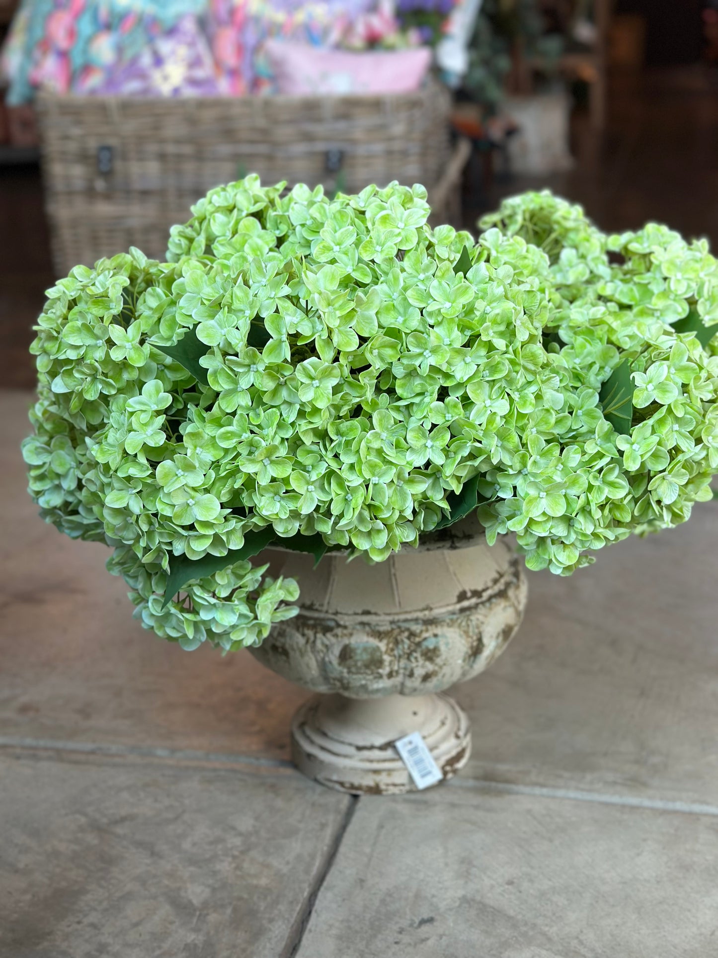 22" Garden Hydrangea Bush