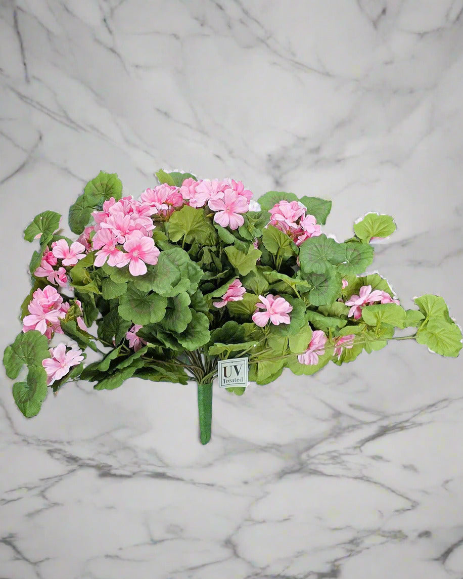 UV Shield Pink Hanging Geranium Bush