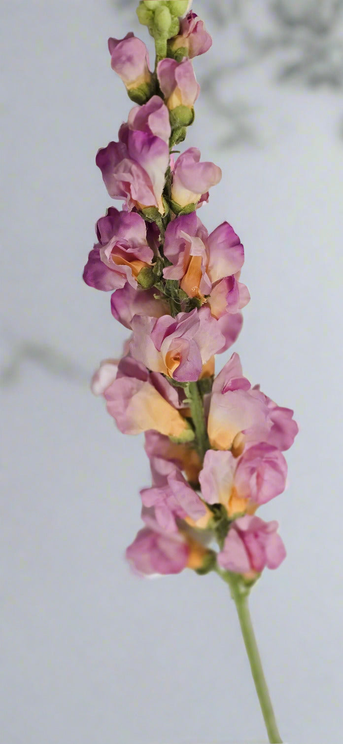 32" Snapdragon Stem - Pink/Orange