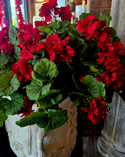 UV Shield Hanging Geranium Bush