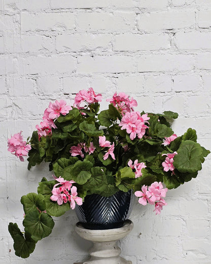 UV Shield Pink Hanging Geranium Bush